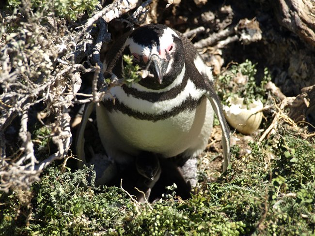 ../../Pictures/231209/065 frisches Kueken.JPG